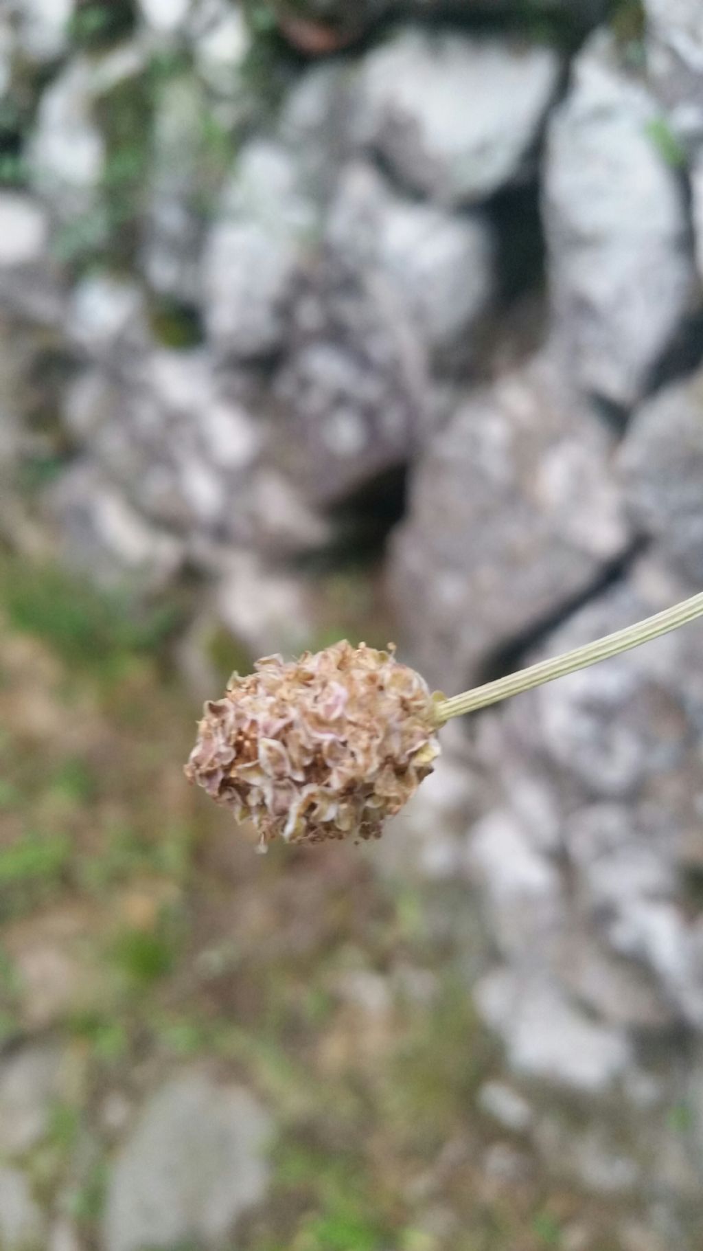 Sanguisorba minor (Rosaceae)